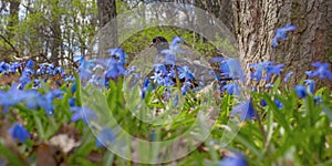 Pigeon on the meadow in blue scilla blossoming