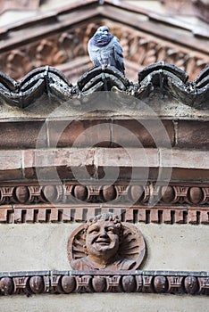 Pigeon on a Milan Church Roof