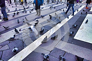 pigeon in milan square in front duome of milan