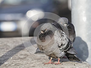 pigeon in milan square in front duome of milan