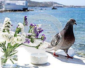 Pigeon on Mykonos