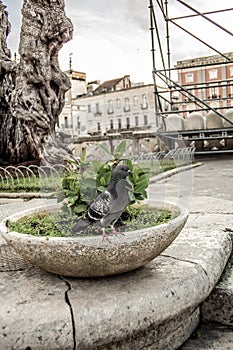 Pigeon near the Anfiteatro Romano di Lecce in the historic centre of Lecce, Italy