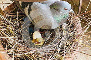 Pigeon in the nest with new born chick, closeup of photo