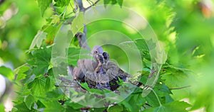 Pigeon in nest on tree branch feeding little baby chicks. Motherhood wildlife