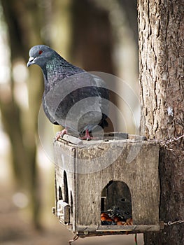 Pigeon on nesting box