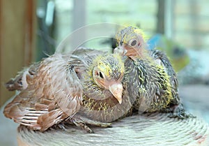 Pigeon nestling