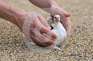 Pigeon Nestling Bird white on sand and Man Hands