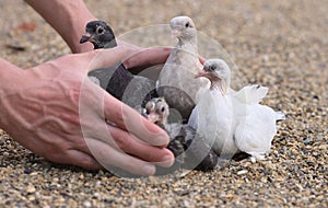 Pigeon Nestlings Birds on sand