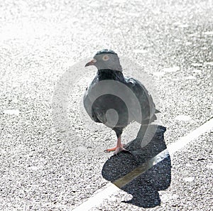 The legless pigeon photo