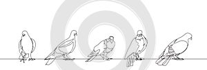 Pigeon One Continuous Line Vector Illustration Set of Five