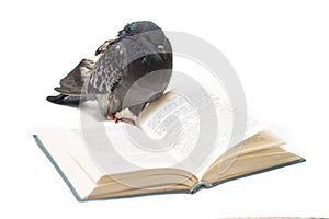 Pigeon with opened book on white