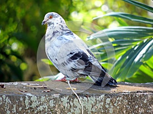 Pigeon with orange eyes