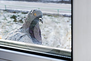 The pigeon outside the window. Dove in winter sits on the windowsill and looks out the window