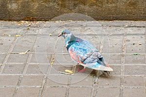 Pigeon painted with colorful felt-tip pens on stone pavement