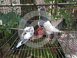 Pigeon pair.