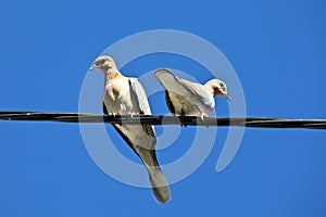 Pigeon Pair