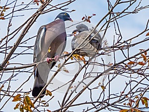 Pigeon pair on tree branches close up in spring