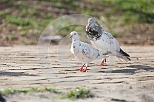 Pigeon at the park