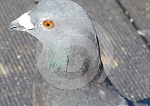 Pigeon in the park