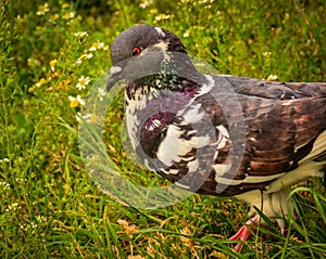 Pigeon in a park in springtime