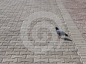 Pigeon on pavage