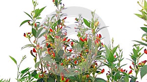 Pigeon pea red gram plants