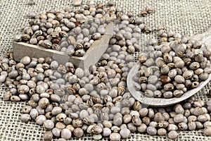 Pigeon pea or tuvar beans or guandu bean Cajanus cajan seeds in wooden boxl and spoon