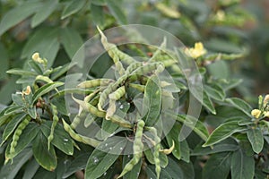 Pigeon Pea or Tuvar Beans Vegetable on Plant, Toor Beans, Tur Beans