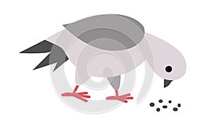 Pigeon pecking seeds. City bird vector illustration