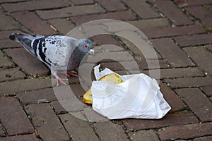 A pigeon pecks food from a bread bag on the street in The Hague