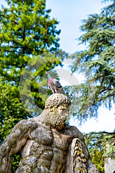 Pigeon Perched on Ancient Sculpture in Giardino Salvi, Vicenza