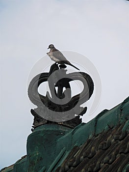 A pigeon perched on a decorative terracotta roof ornament Bali