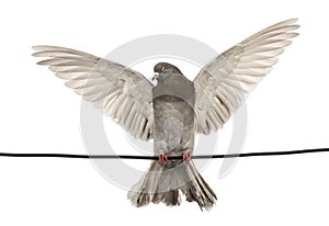 Pigeon perched on an electric wire with its wings spread