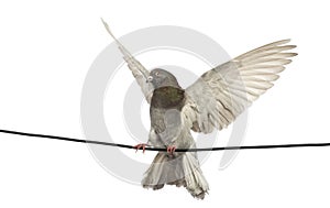 Pigeon perched on an electric wire with its wings spread