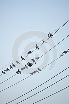 Pigeon Perched on Electrical Cable