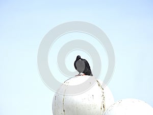 Pigeon perched on a light