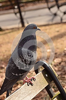 Pigeon Perched in the Park