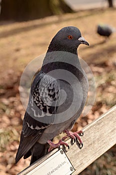 Pigeon Perched in the Park