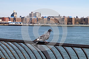 Pigeon Perched on a Railing along the East River on the Upper East Side of New York City