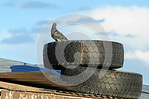 Pigeon perched on truck tires
