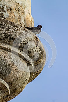 Pigeon perched on a watch point