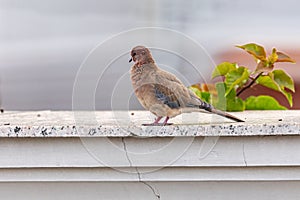 Pigeon perched on a window sill of a building, looking outward with alertness