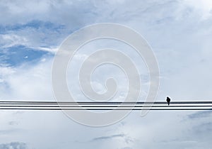 A pigeon perched on a wire alone.