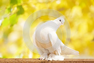 Pigeon perching on the wooden board. White Dove