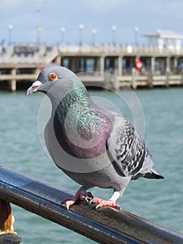 Pigeon on Pier