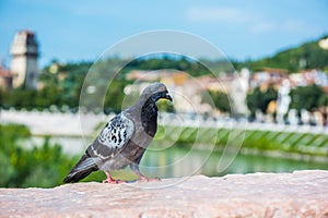 Pigeon on Pietra Bridge.