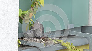 Pigeon with pigeon chick in the nest. Columba.