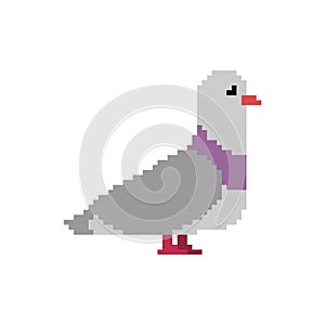 Pigeon pixel art. Dove 8 bit. Vector illustration