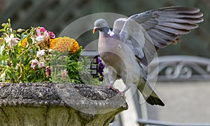 Pigeon on planter