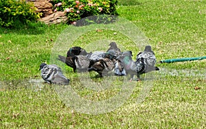 Pigeon playing water on green grass lawn in hot summer noon day